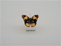 藏品(南非蝴蝶(一))的圖片